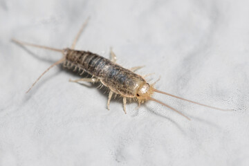 Silverfish insect, Lepisma saccharina, walking on a white wall. High quality photo
