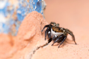 Phlegra bresnieri jumping spider posed on a wall on a sunny day