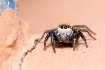 Phlegra bresnieri jumping spider posed on a wall on a sunny day
