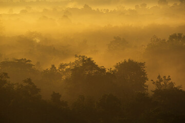 misty morning in the forest