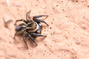 Phlegra bresnieri jumping spider posed on a wall on a sunny day