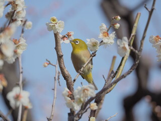 梅の枝に止まるメジロ