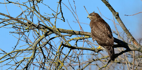 Mäusebussard (Buteo buteo) // Common buzzard