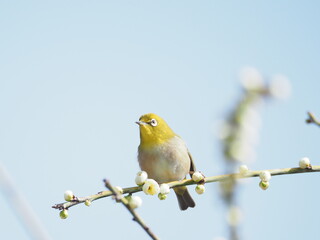 梅の枝に止まるメジロ