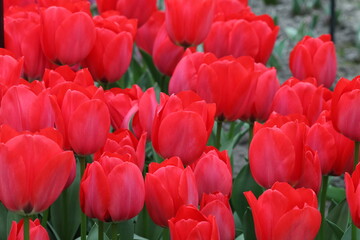 Wonderful Tulip Blossom at Tulip Garden During Summer