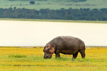 Hippopotamus (Hippopotamus amphibius), in Ngorongoro, Tanzania