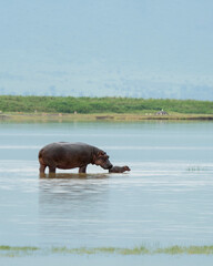 Fototapeta na wymiar Hippopotamus (Hippopotamus amphibius) calf and cow, in Ngorongoro, Tanzania
