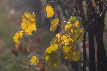 Obraz premium Moravian hills in golden autumn