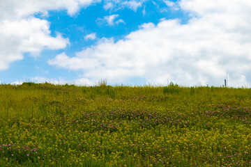 菜の花の咲く河川敷