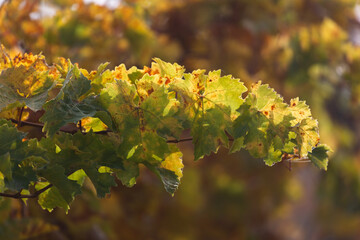 Moravian hills in golden  autumn