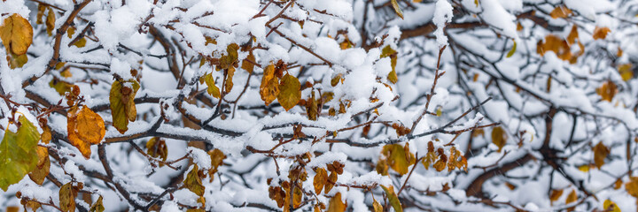 Snow on the branches of trees and bushes after a snowfall. Beautiful winter background with snow-covered trees. Plants in a winter forest park. Cold snowy weather. Cool texture of fresh snow. Panorama