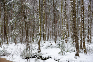 Fototapeta premium Winter landscape. Fresh clean fluffy snow on tree branches in a forest park. Cold snowy winter weather. Beautiful snow-covered trees. Natural background.