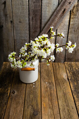 cherry flower blossom branch in enamel milk canister vase, old weathered wooden background