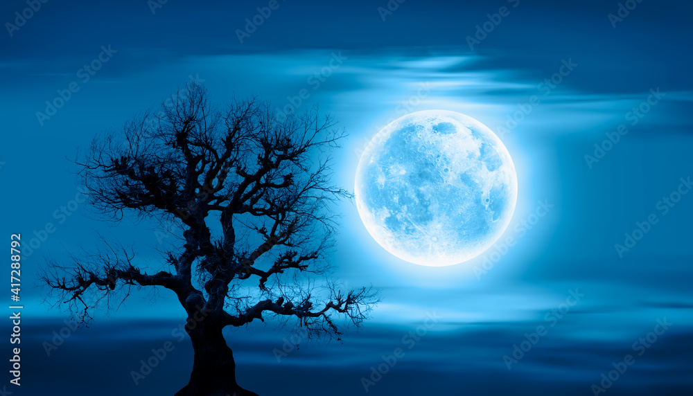 Poster Lone dead tree with super full blue Moon -
