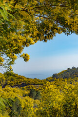 Yellow mimosa tree forest blooming during springtime in the south of France