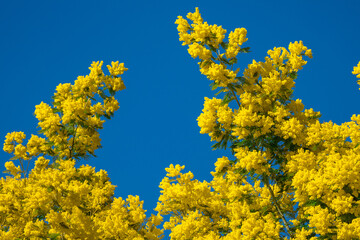 Yellow mimosa tree forest blooming during springtime in the south of France