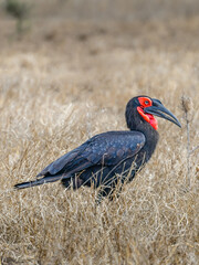 Ground Hornbill, Kruger Park