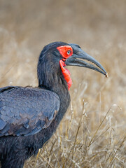 Ground Hornbill - portrait
