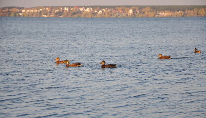 Floating ducks in the water in front of the autumn horizon.