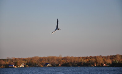 Fototapeta na wymiar A seagull flying in the sky over the autumn horizon.