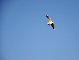 A lone seagull flying in the blue sky.