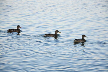 Three ducks are swimming on the water.
