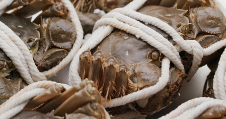 Fresh raw Chinese mitten crab