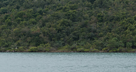 Lush green canopy over the mountain with the sea