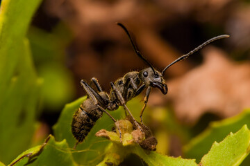 A black ant on flower
