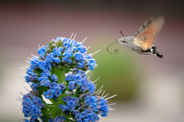 Hummingbird moth drink nectar from flower during springtime in south France