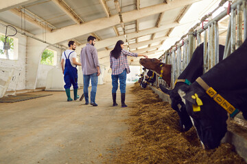 Young farmers or farm workers in uniform and rubber boots controlling animals in stalls