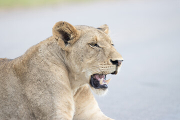Kruger National Park: lioness portrait