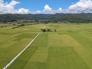 Aerial view of rice field with road in Pronosutan View, Kulon Progo, Yogyakarta