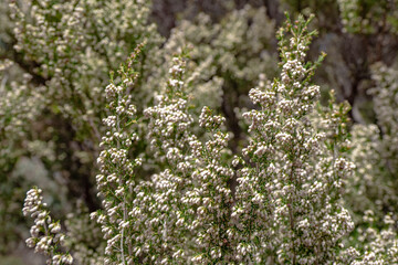 Pine tree flowering during springtime