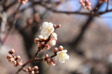 梅の花と蕾