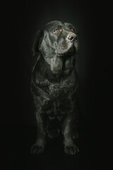 black labrador retriever isolated on black