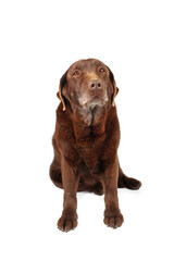 old dog labrador chocolate isolated on white 