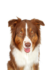 australian shepherd isolated on white background 