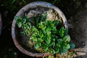 Fresh spearmint leaves in the pot on green background. Close up beautiful mint, peppermint.