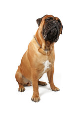 bullmastiff isolated on white background