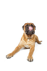 bullmastiff with tongue out isolated on white 