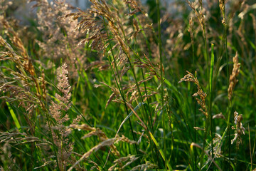 Close up of green pampas grass at summer day  i
