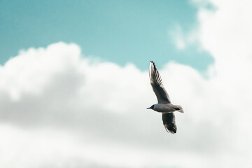 seagull in flight