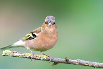 Chaffinch (Fringilla coelebs) sitting on a twig in autumn.