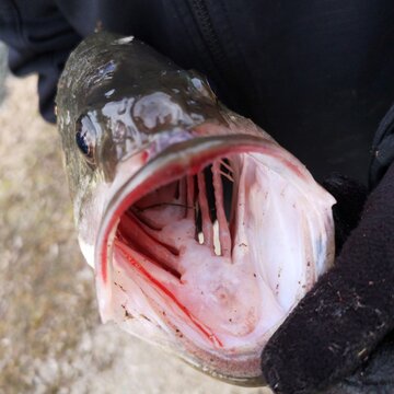 p&ecirc;che au carnassier - black-bass