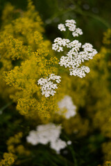 Achillea millefolium and Galium verum two species of wild medicinal plants grown in the field in the spring season. flowers with healing power that are found in nature