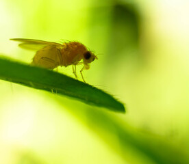 macro shooting Sapromyza sexpunctata on a leaf