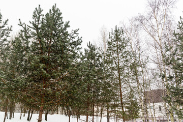 Winter fir trees with birches in the park