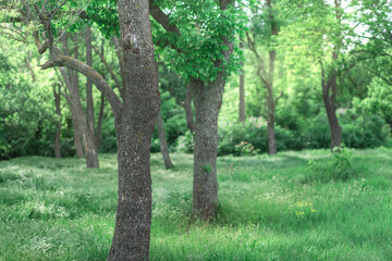 Park with dense green vegetation.