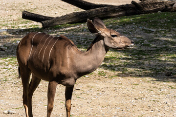 The common eland, Taurotragus oryx is a savannah antelope